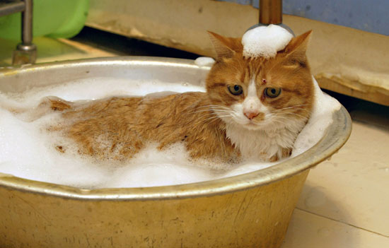cat_bath